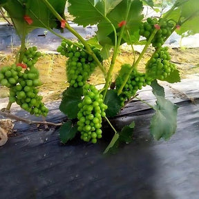 Máquina de Amarrar Plantas para Jardinagem - Ferramenta de Suporte para Cultivo