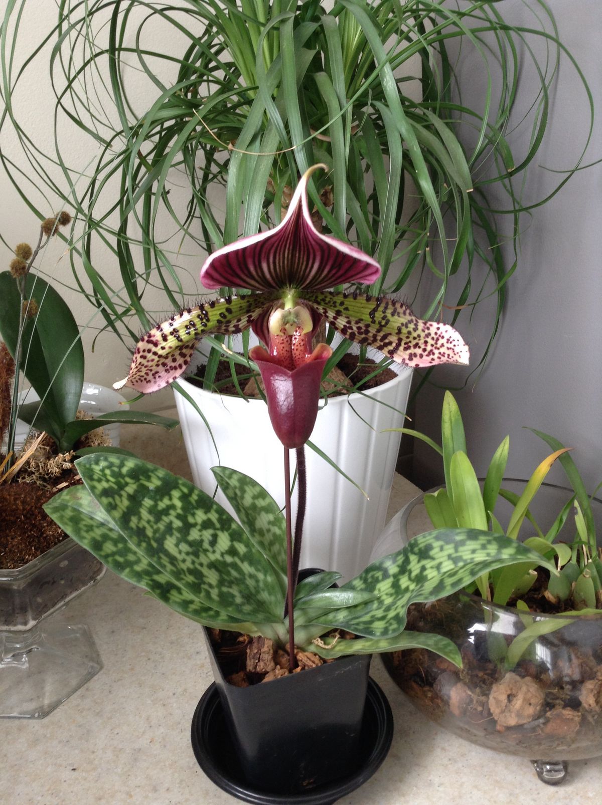 Orquídea Sapatinho Paphiopedilum Maudiae Red 100 Sementes com Manual de Cultivo