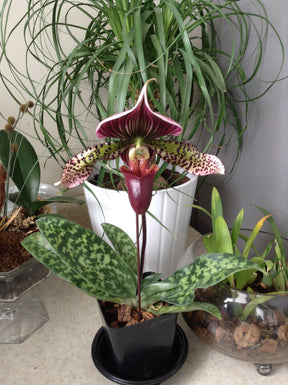 Orquídea Sapatinho Paphiopedilum Maudiae Red 100 Sementes com Manual de Cultivo