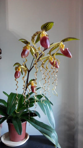 Orquídea Sapatinho Paphiopedilum Maudiae Red 100 Sementes com Manual de Cultivo