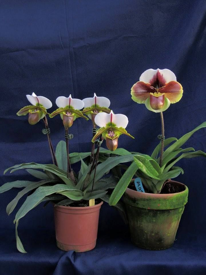 Orquídea Sapatinho Paphiopedilum Maudiae Red 100 Sementes com Manual de Cultivo