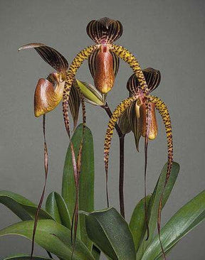 Orquídea Sapatinho Paphiopedilum Maudiae Red 100 Sementes com Manual de Cultivo