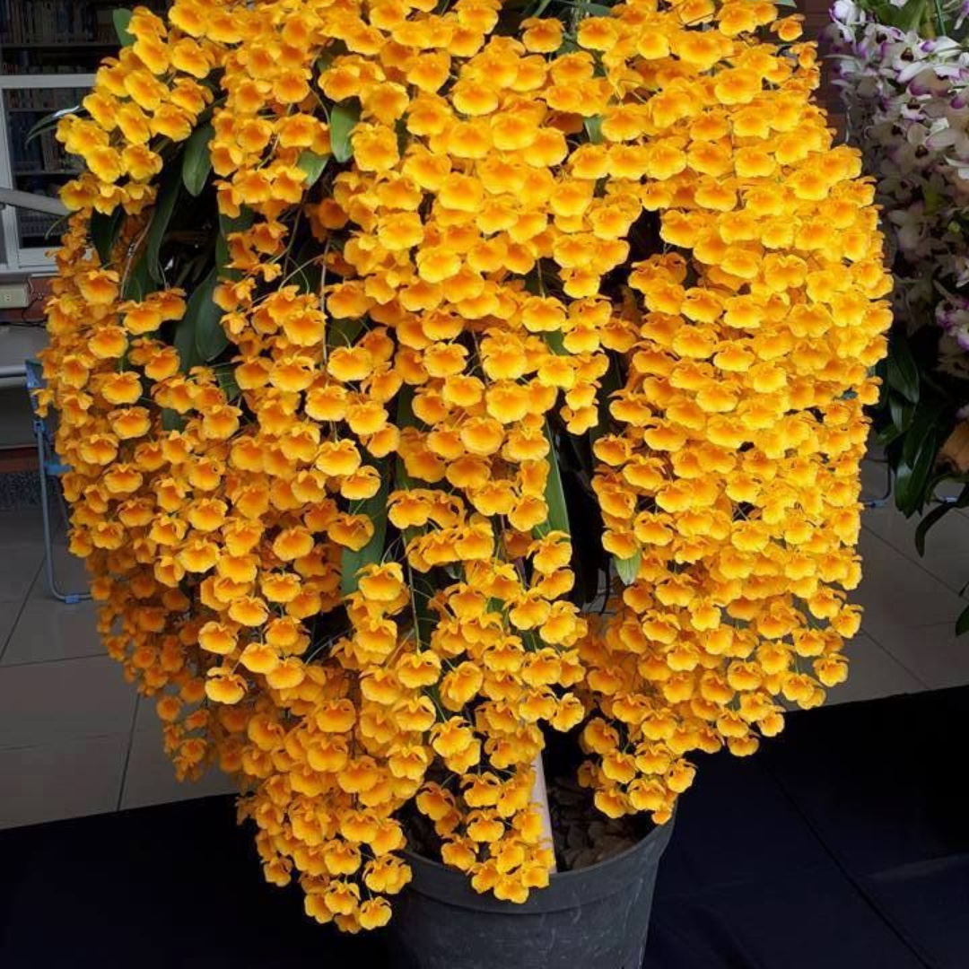 Kit 2 Mudas De Orquidea Thyrsiflorum E Agregatum