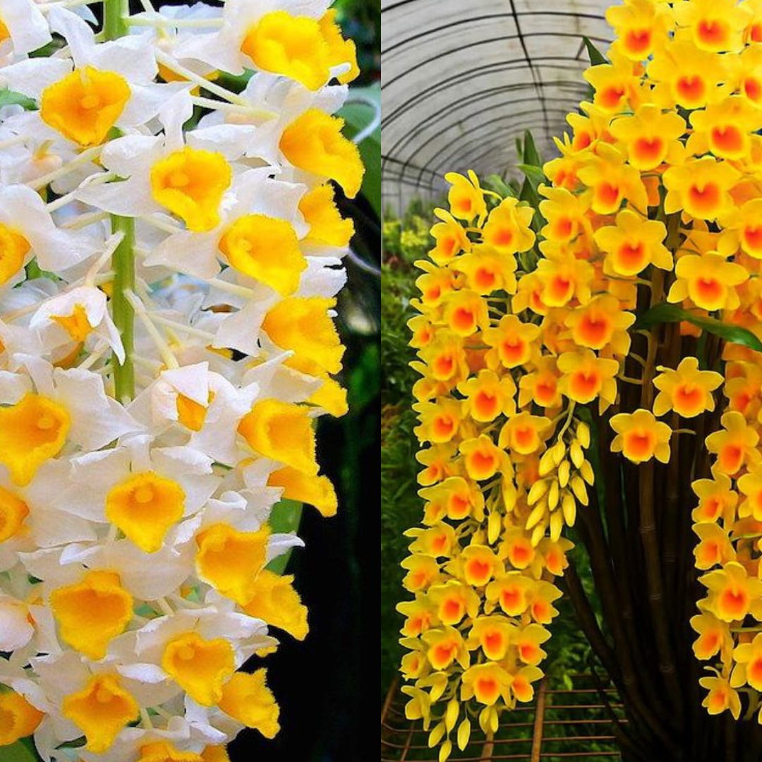 Kit 2 Mudas De Orquidea Thyrsiflorum E Agregatum