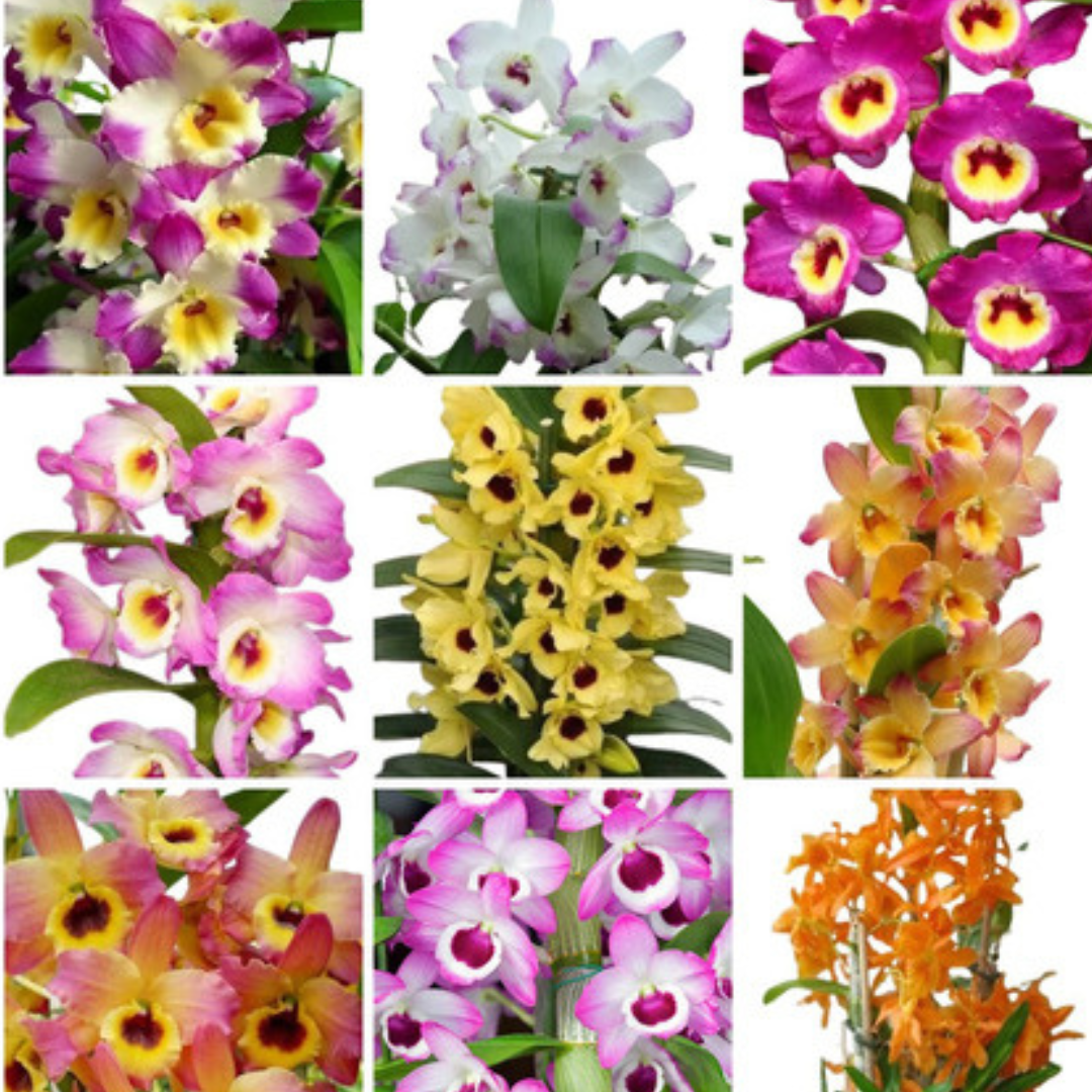 8 Mudas Orquideas Dendrobium Pre Adulta