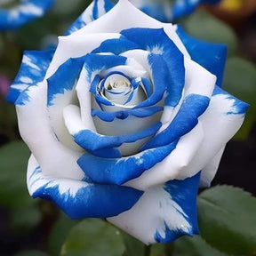 Rosas Tigre Azul - 100 Sementes - Com Manual de Cultivo Incluso