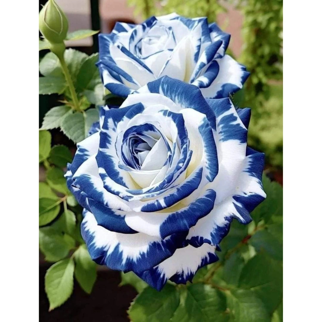 Rosas Tigre Azul - 100 Sementes - Com Manual de Cultivo Incluso
