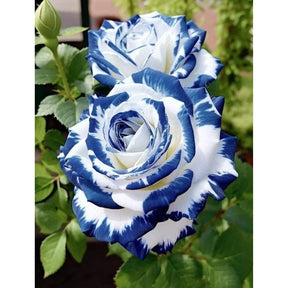 Rosas Tigre Azul - 100 Sementes - Com Manual de Cultivo Incluso