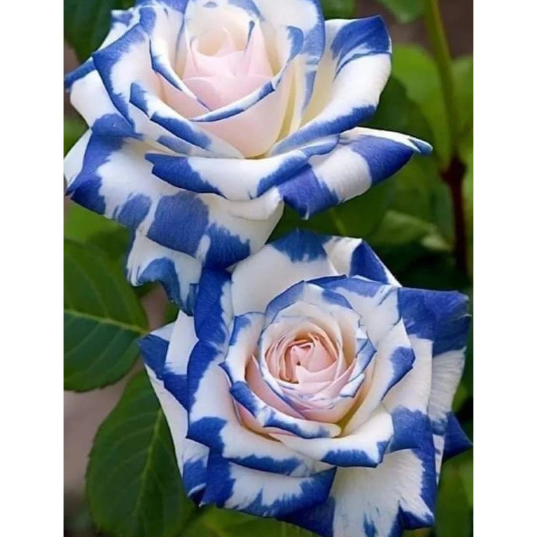 Rosas Tigre Azul - 100 Sementes - Com Manual de Cultivo Incluso