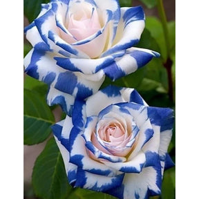 Rosas Tigre Azul - 100 Sementes - Com Manual de Cultivo Incluso