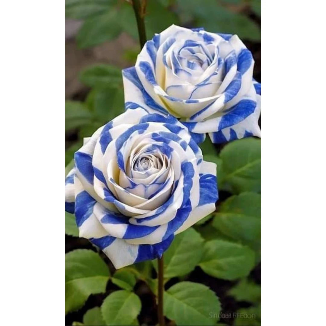 Rosas Tigre Azul - 100 Sementes - Com Manual de Cultivo Incluso