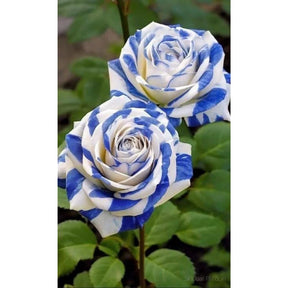 Rosas Tigre Azul - 100 Sementes - Com Manual de Cultivo Incluso
