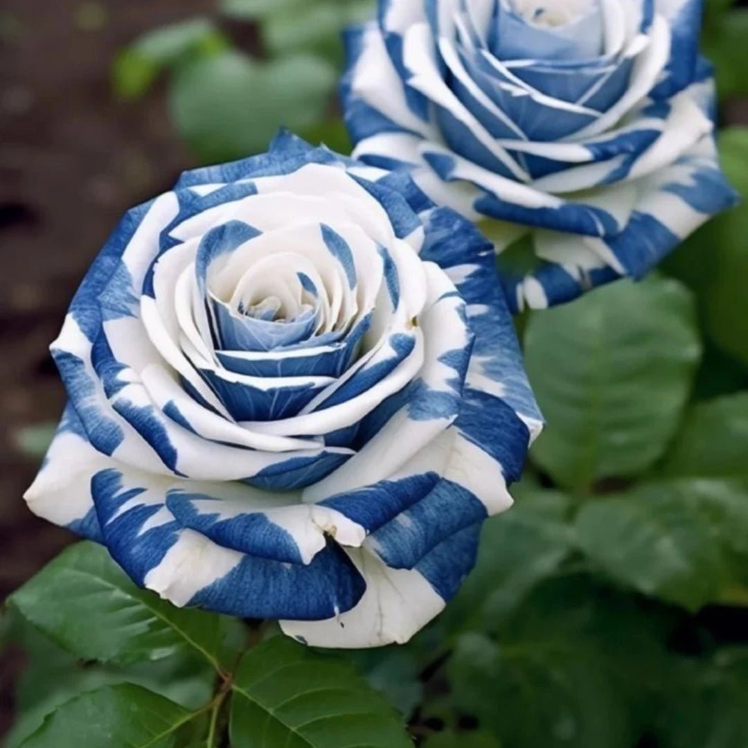 Rosas Tigre Azul - 100 Sementes - Com Manual de Cultivo Incluso
