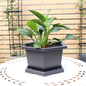 Vasos Clássicos de Plástico com Efeito Argila Roxa para Suculentas e Plantas