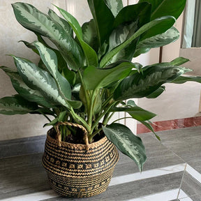 Cesta Artesanal de Vime para Plantas, Estilo Boho, 100% Natural e Ecológica