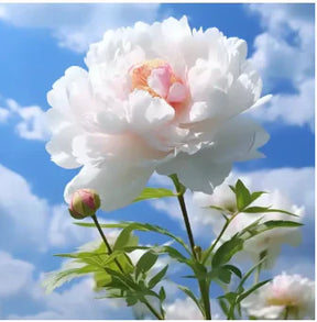 Peônias da Rainha - Floresça seu Jardim 🌺- Sementes selecionadas