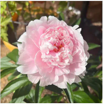 Peônias da Rainha - Floresça seu Jardim 🌺- Sementes selecionadas