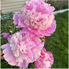 Peônias da Rainha - Floresça seu Jardim 🌺- Sementes selecionadas