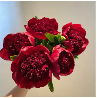 Peônias da Rainha - Floresça seu Jardim 🌺- Sementes selecionadas