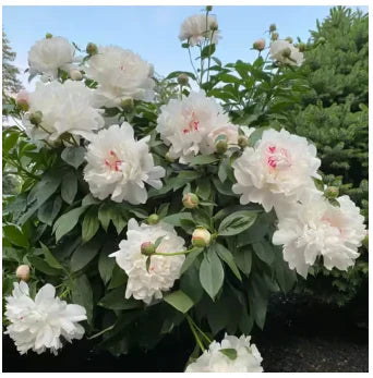Peônias da Rainha - Floresça seu Jardim 🌺- Sementes selecionadas