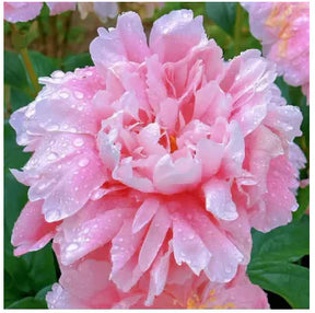 Peônias da Rainha - Floresça seu Jardim 🌺- Sementes selecionadas