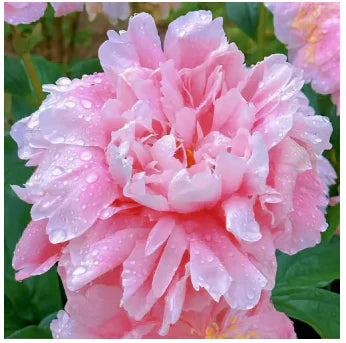 Peônias da Rainha - Floresça seu Jardim 🌺- Sementes selecionadas