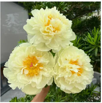 Peônias da Rainha - Floresça seu Jardim 🌺- Sementes selecionadas