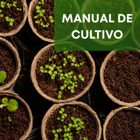 Sementes Raras de Caladium Viridivortex – 100 Unidades