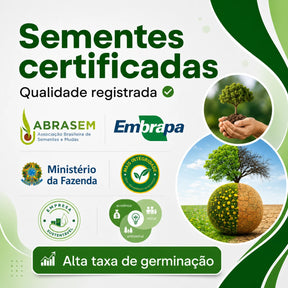 Sementes Raras de Caladium Viridivortex – 100 Unidades