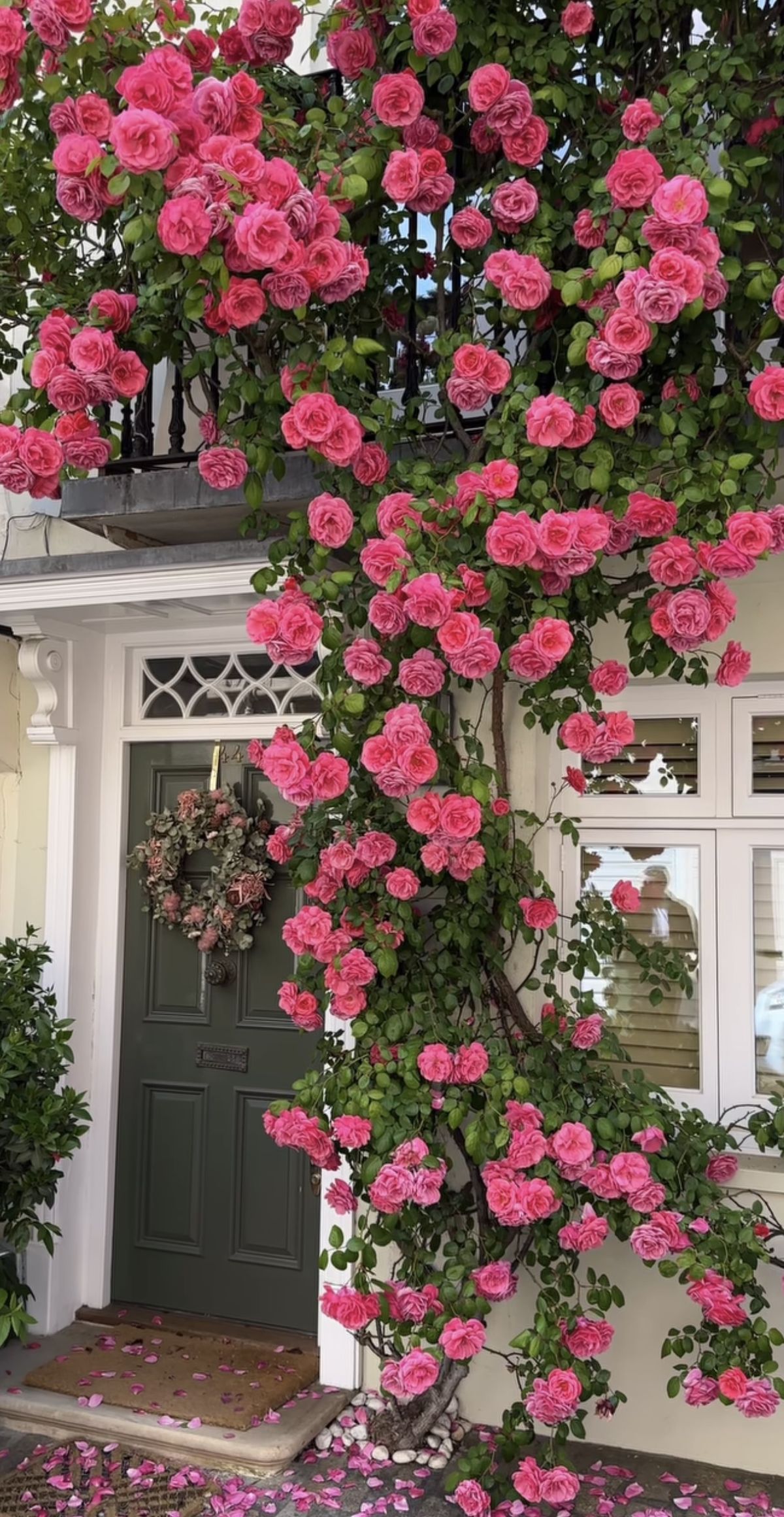 Rosa Trepadeira Rosa Pink – Pacote com 300 Sementes - Frete grátis