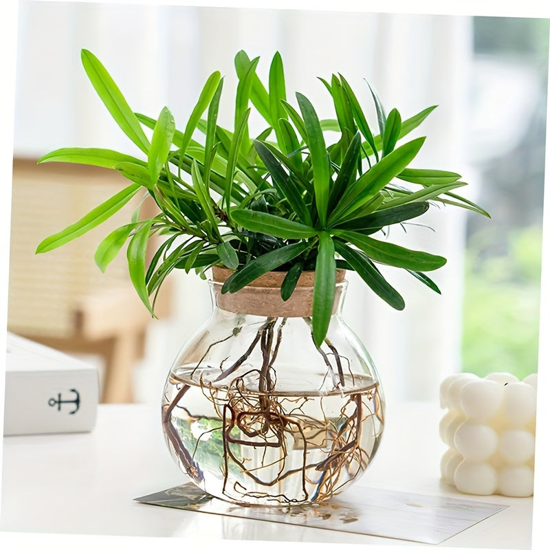 Vaso de Planta Hidropônico de Vidro Moderno