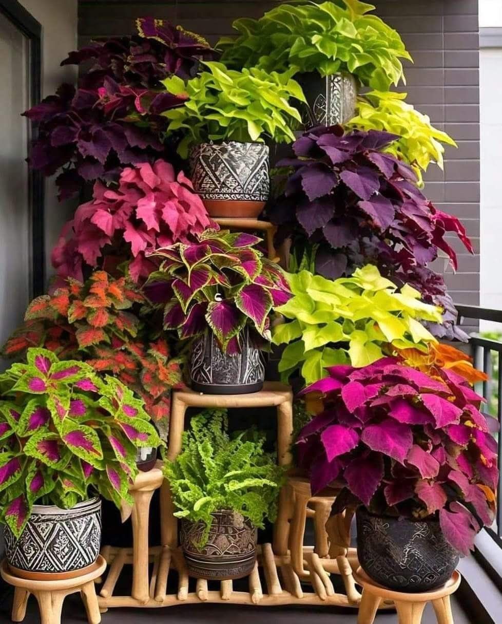 Coléus Colorido – Coração-Magoado 300 Sementes Raras para Cultivo em Casa, Jardim ou Paisagismo