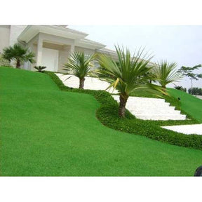 Grama Bermuda Sementes para Jardinagem