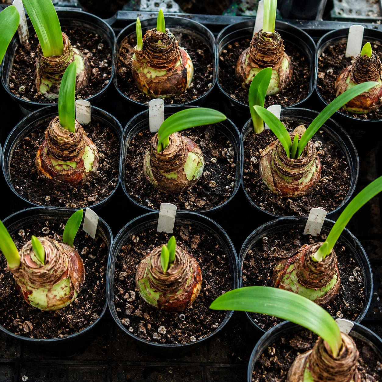 Bulbos de Amarílis — Floração em 35 Dias 8 Variedades