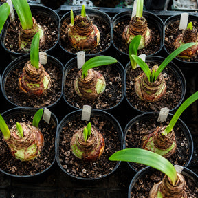 Bulbos de Amarílis — Floração em 35 Dias 8 Variedades