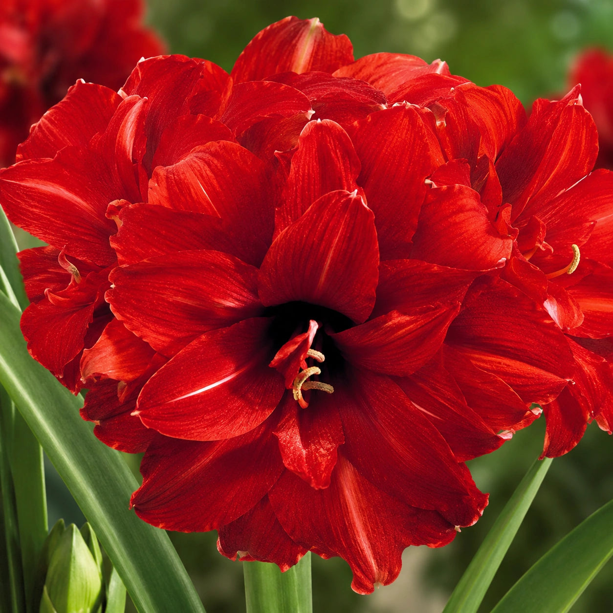 Bulbos de Amarílis — Floração em 35 Dias 8 Variedades