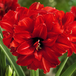 Bulbos de Amarílis — Floração em 35 Dias 8 Variedades