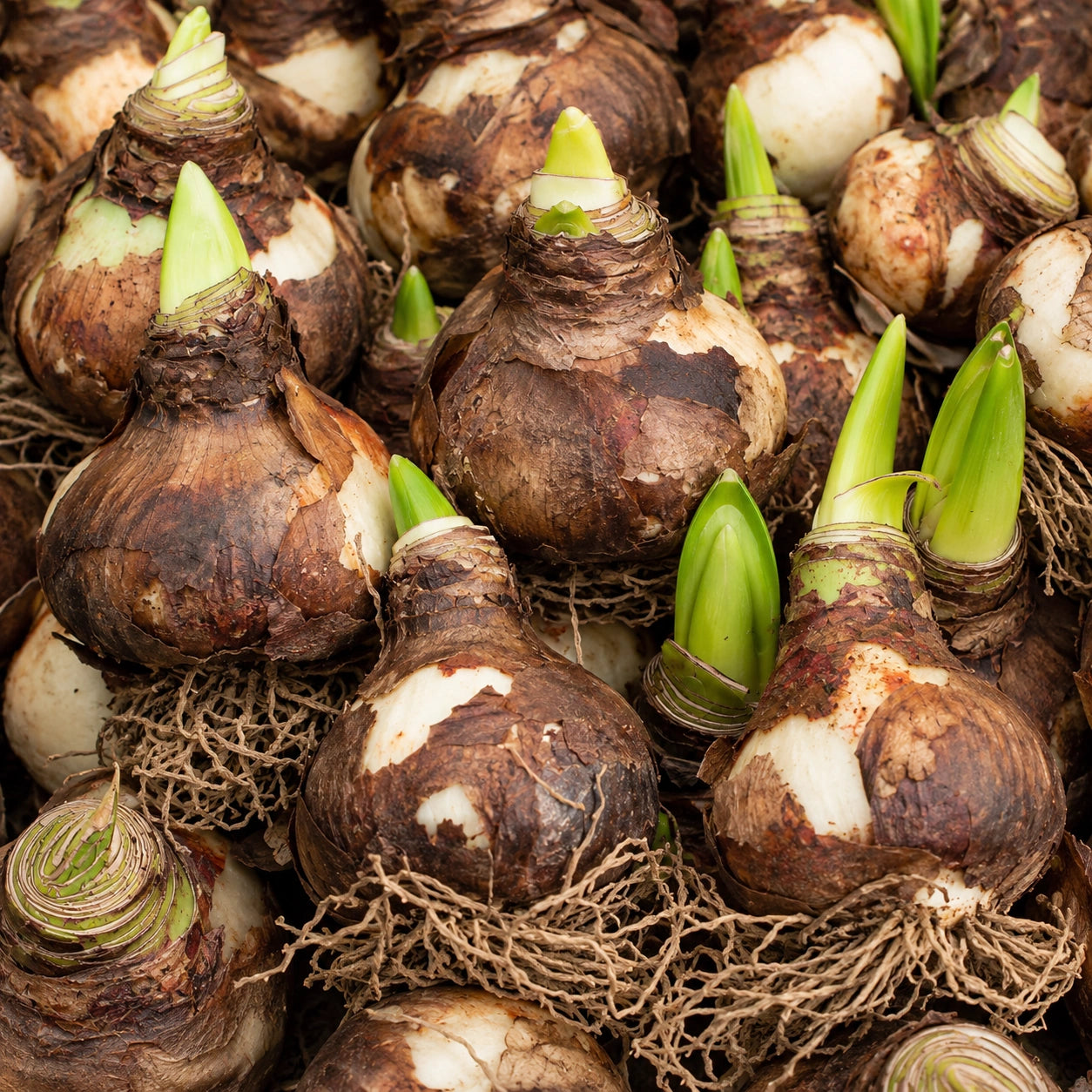 Bulbos de Amarílis — Floração em 35 Dias 8 Variedades