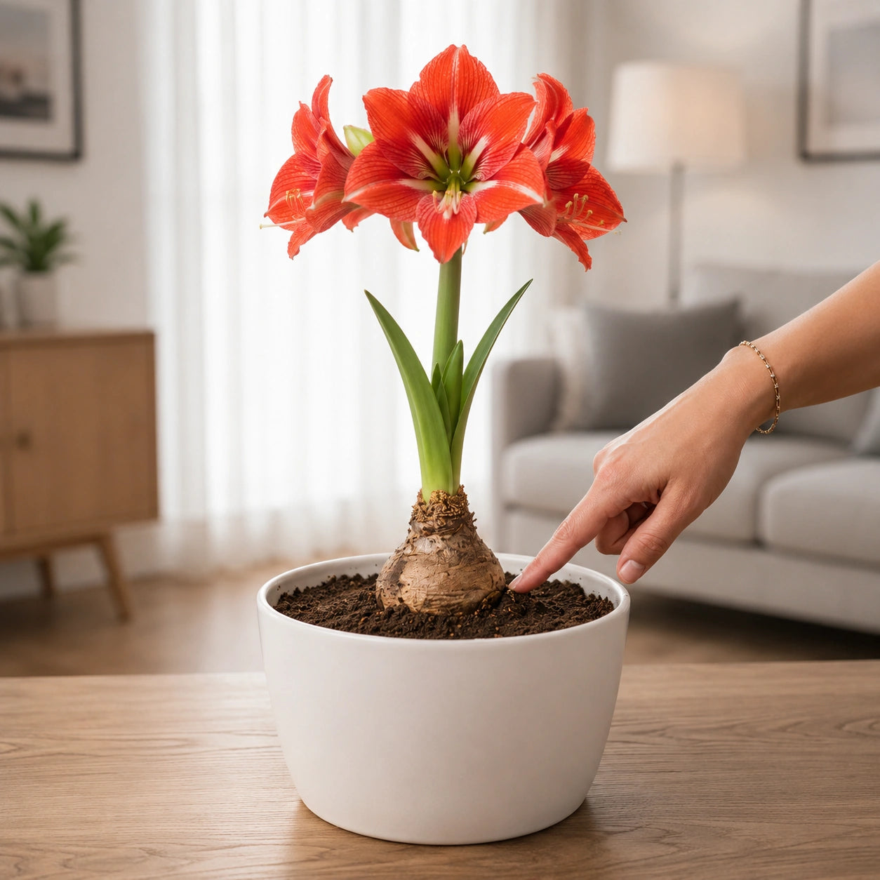 Bulbos de Amarílis — Floração em 35 Dias 8 Variedades
