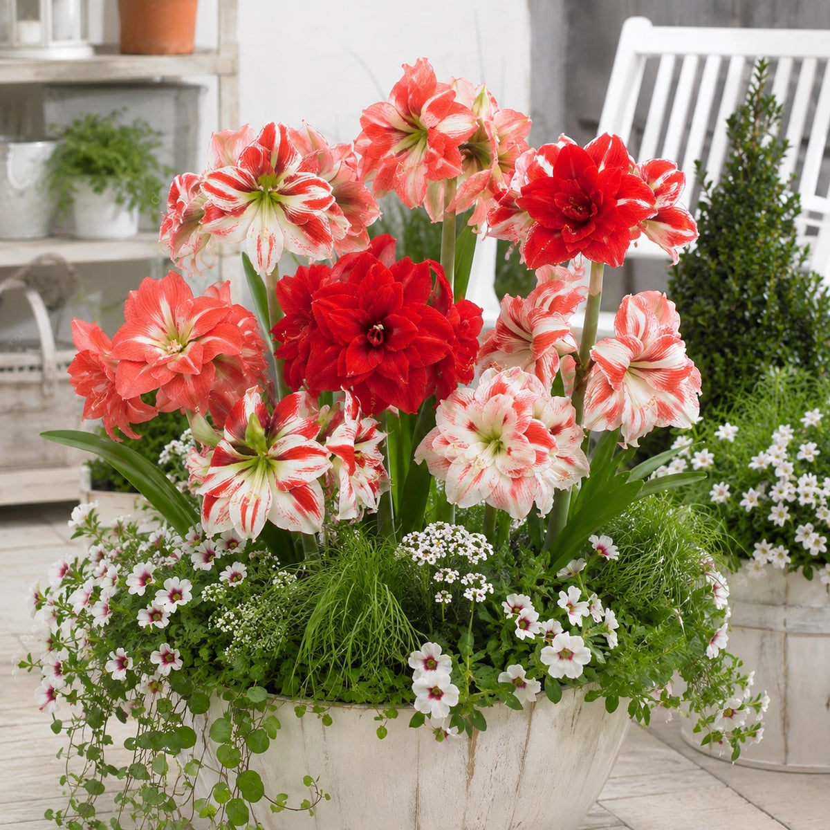 Bulbos de Amarílis — Floração em 35 Dias 8 Variedades