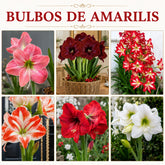 Bulbos de Amarílis — Floração em 35 Dias 8 Variedades