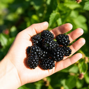 Sementes de Amora Gigante — Frutos Grandes para Casa com Manual de Cultivo