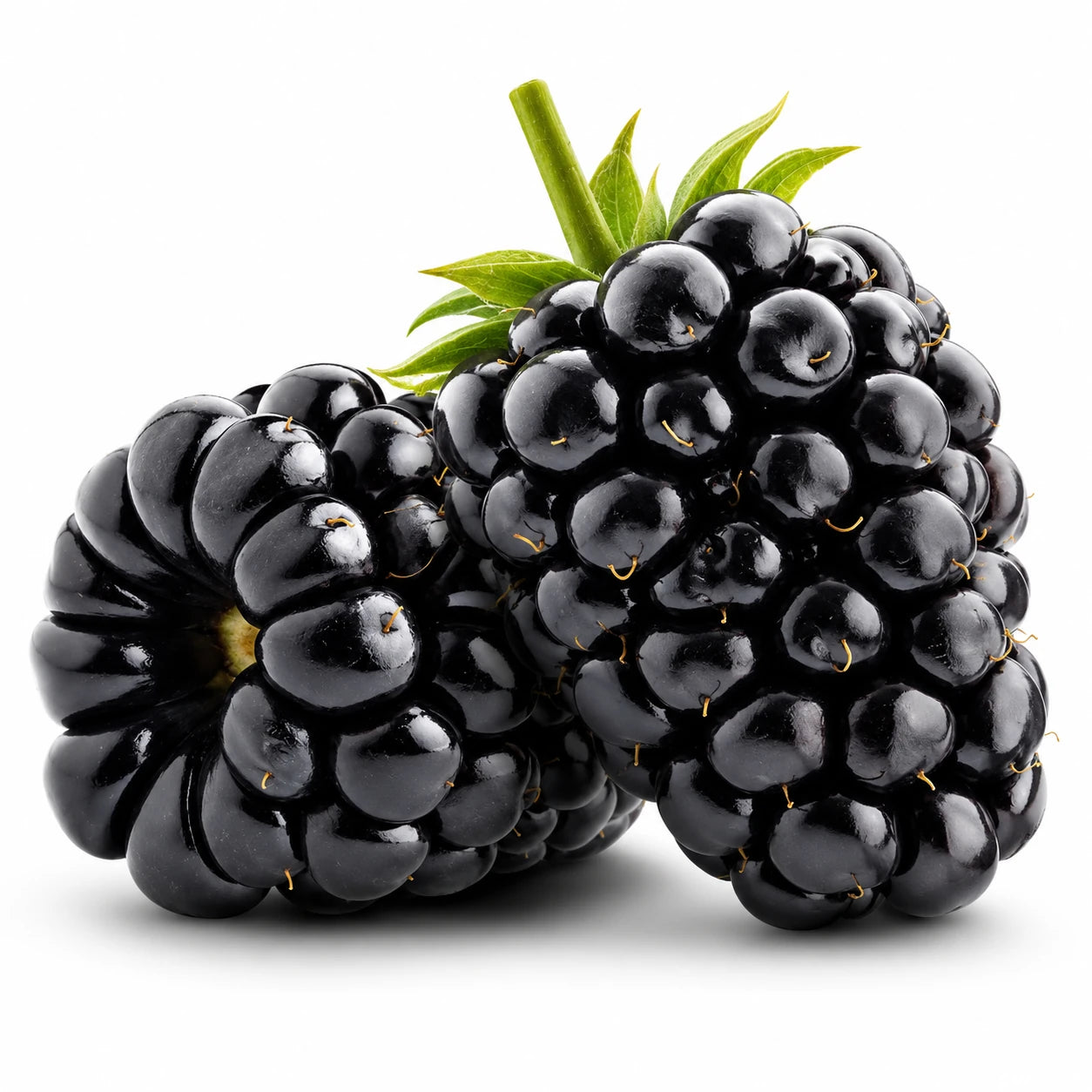 Sementes de Amora Gigante — Frutos Grandes para Casa com Manual de Cultivo