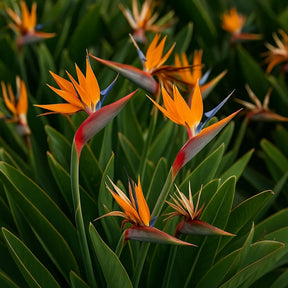 Ave-do-Paraíso a flor africana exótica - Pacote com 350 sementes + Frete Grátis