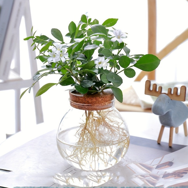 Vaso de Planta Hidropônico de Vidro Moderno