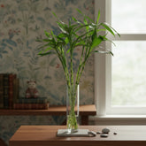 Bambu da Sorte 6 Hastes Naturais — Dracaena Sanderiana