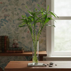 Bambu da Sorte 6 Hastes Naturais — Dracaena Sanderiana
