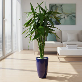 Bambu da Sorte 6 Hastes Naturais — Dracaena Sanderiana