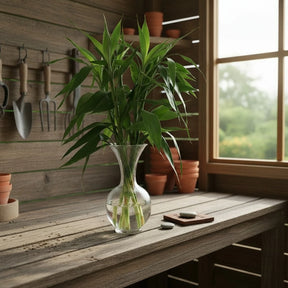 Bambu da Sorte 6 Hastes Naturais — Dracaena Sanderiana