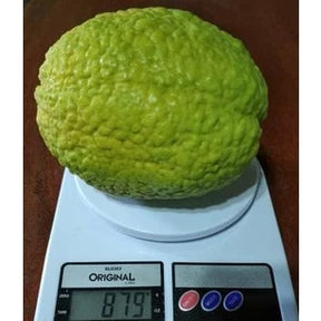 Sementes de Goiaba Gigante para Cultivo em Quintal e Vasos
